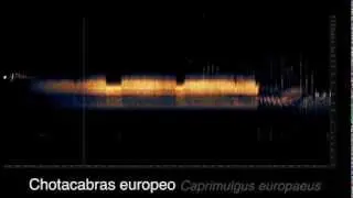 Las voces de la noche. Programa Noctua (©carlosdehita.es)