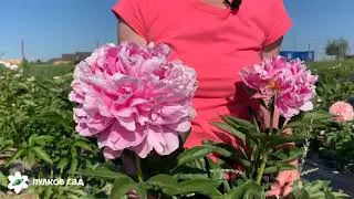 Alexander Fleming peony. Александр Флеминг пион. Пулков сад