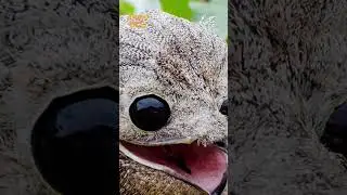 😱😱😱Самая необычная птица - Поту!🔥