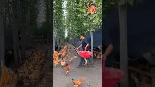 How to Golden mishri farming (#124) 🧺🐓 #shorts #shortsfeed #shortsvideo #viralvideo