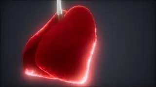 Loop 3d Rendered Medically Accurate Animation of the Human Lung | Motion Graphics - Videohive