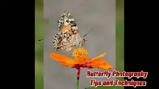 Butterfly Photography Tips and Techniques