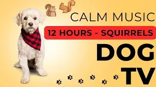 Dog TV - Calm your Dog with 12 hours of Squirrels and Nature with Calm Healing Music  432 HZ