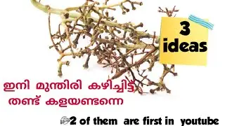 Grape Stem Craft | Simple and cute crafts | 3 ideas |DIY Craft using waste material