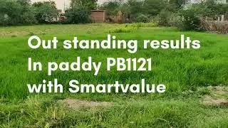 PADDY PB1121 II AGROVEERA+ & AGROLIZER82 ।। SMARTVALUE AGRICULTURE PRODUCTS।। Ravi Kumar||