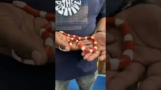 Albino Milk snake #karnatakaaquarium #reptiles #snake #reptileworld