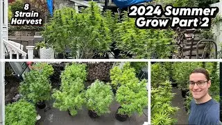 2024 Summer Grow Part 2 | HARVEST