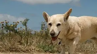 Dogs Vs Boats: The Future Of Fiesta Island