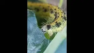 Pieris brassicae (bruco)