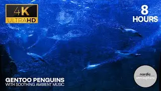 4K Diving Into the World of Gentoo Penguins with Soothing Ambient Score (8 HOURS - ORIGINAL CONTENT)