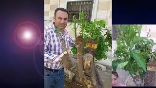 تطعيم الحمضيات بالتفصيل خطوة بخطوة م.خلدون الغزالي