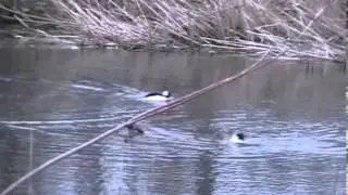 Buffle-head ducks courting and thwarting off rivals