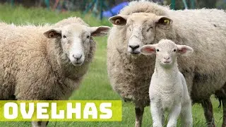 Animais da fazenda - Som de ovelhas berrando - Som de Cabras