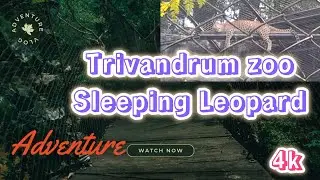 A Sleeping Leopard, full time sleeping 😴 💤 