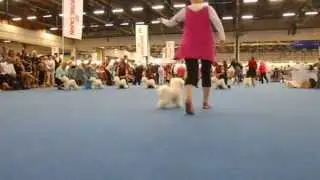 World Dog Show-2014, Bichon Frise, champion males-2