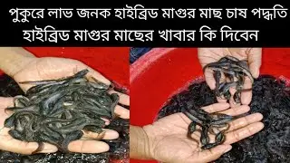 পুকুরে হাইব্রিড মাগুর মাছের চাষ পদ্ধতি। সতাংশে কত পিস করে দেওয়া যায়। হাইব্রিড মাগুর মাছের খাবার কি 