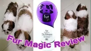 Fur Magic Dog Shampoo Review | Cailie & Cutie's 1st Magic Bath (V29)