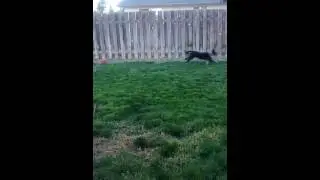 Just my dog running back and forth.