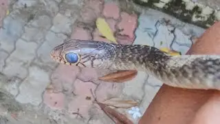 Baby snake's eyes turn White - blue phase . bfr shedding skin. . #snake #snakeeyes #babysnake #baby 