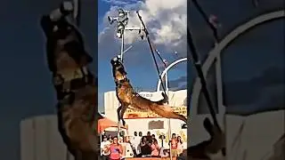Joe Rogan Is Amazed At The Most Athletic Dogs In The World