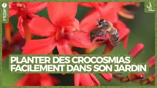 Astuces pour planter des crocosmias facilement - Jardins et Loisirs