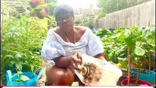 Use this for thousands of peppers| DIY Fertilizer: Molasses & Ash for Thriving Peppers 