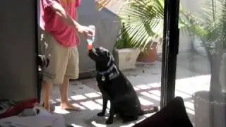 Pet Top Portable Drinking Device Review