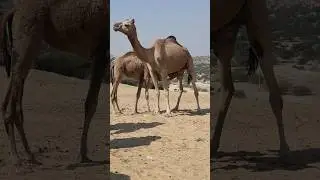 Camel King of desert #foryou