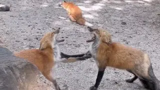 2 fox laughing, 1 fox pooping