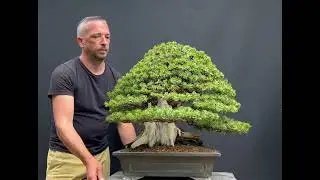 Restyle of and old Taxus Cuspidata Japanese Yew Bonsai