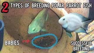 Two Types of Breeding Polar Parrot Fish Tutorial in Hindi/Urdu - Imran's World #PolarBlueBreeding