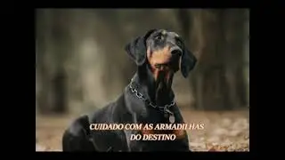 Reflexão da semana, a lição do cachorro