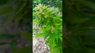 Alien Cookies