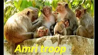 The poor troop | after missing Kari & other monkey they all very sad everything was change