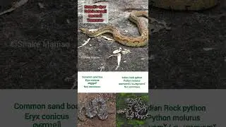 Misidentification Kills!!🐍🥺 #snakemaniac #snake #viper #sandboa #python