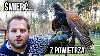 CIEKAWOSTKI O HODOWLI HARRISA W DOMU