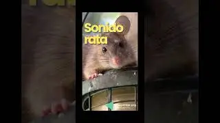 CHILLIDO DE RATA sonido efecto #sonido #rata #chillido