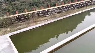 Trout Fish in Pakistan/ Feeding Behavior/ Azad Kashmir Hatchery