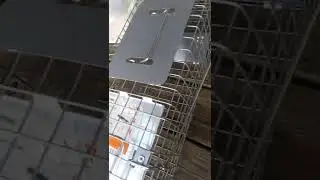 setting a live trap