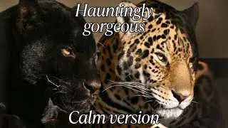 Hauntingly gorgeous