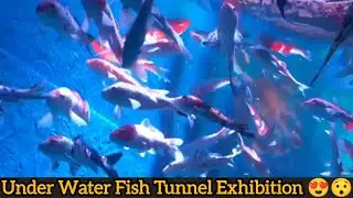 Biggest Under Water Fish Tunnel Exhibition First time in Bangalore