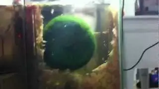 Tumbling chaeto