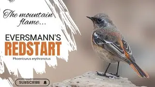 Eversmann's Redstart | The Mountain Flame #birds , #redstart #wildlife #trending
