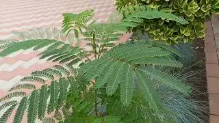 Arborele de matase (cel mai elegant și spectaculos)