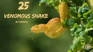 25 Highly Venomous Snakes in the World | Ultimate Snake Video Collection 🐍🔥 | #quizzycon  | #snake