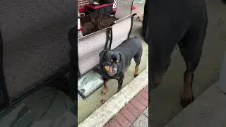 SAMSON the ROTTIE BOY
