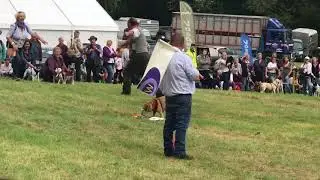 Widecombe Fair 2018 - Terrier Racing