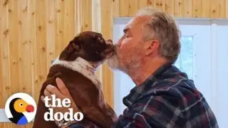 Папа построил домик у бассейна, чтобы его собака могла плавать зимой | The Dodo