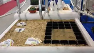 Fiera bovina cremona 2016. Osservazioni prima del 2017