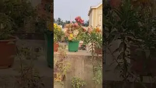 garden view 🏡🌿#shortvideo #ytshorts #garden #plants #love #nature #youtubeshorts #shortsfeed
